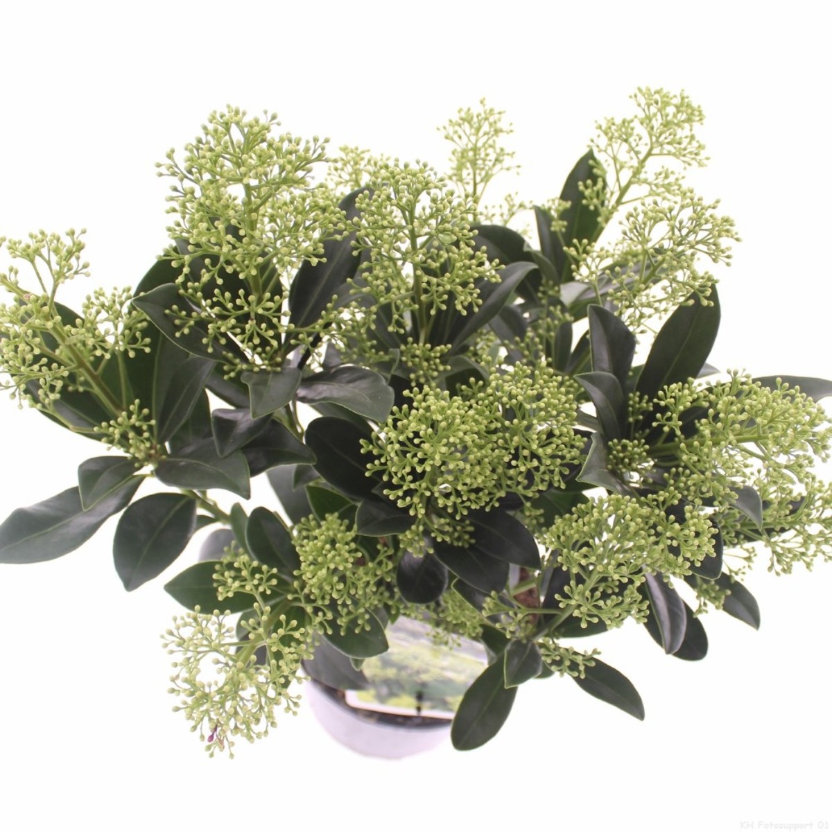 Main image on product details page