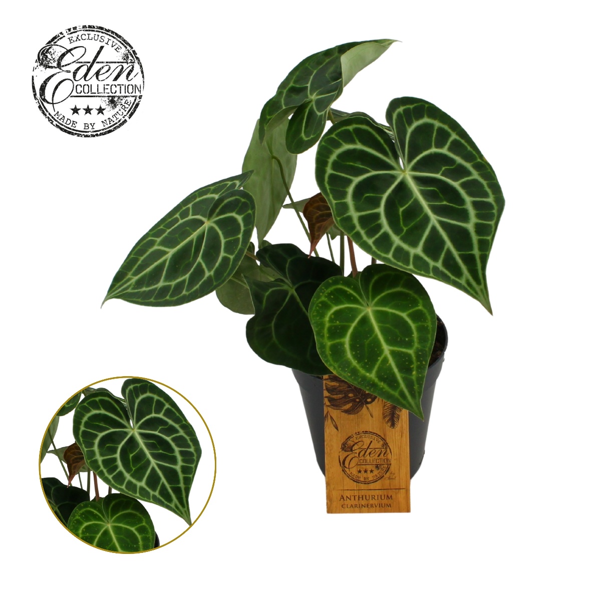 Main image on product details page
