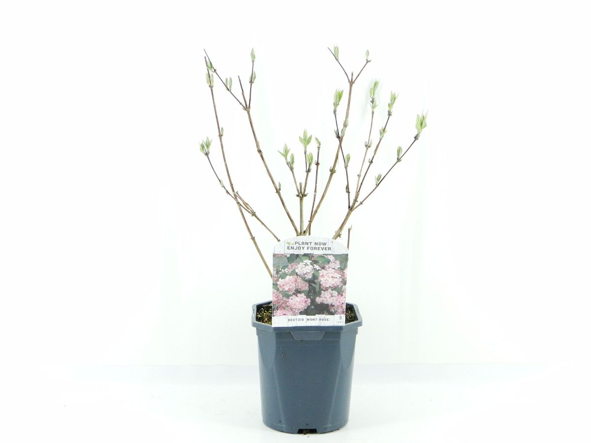 Main image on product details page