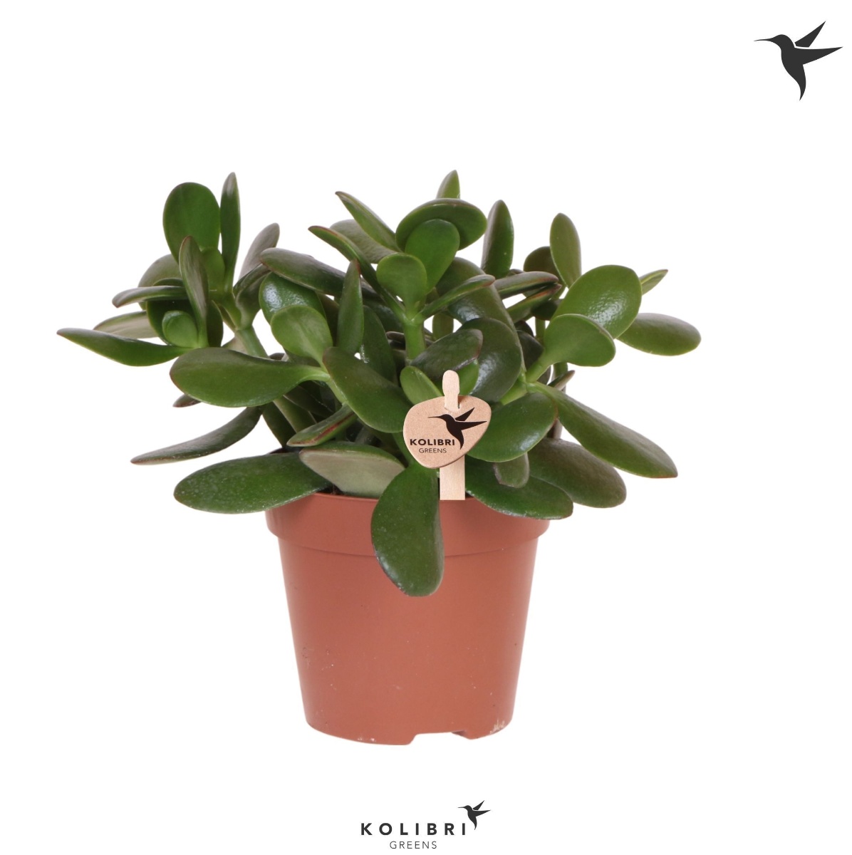 Main image on product details page