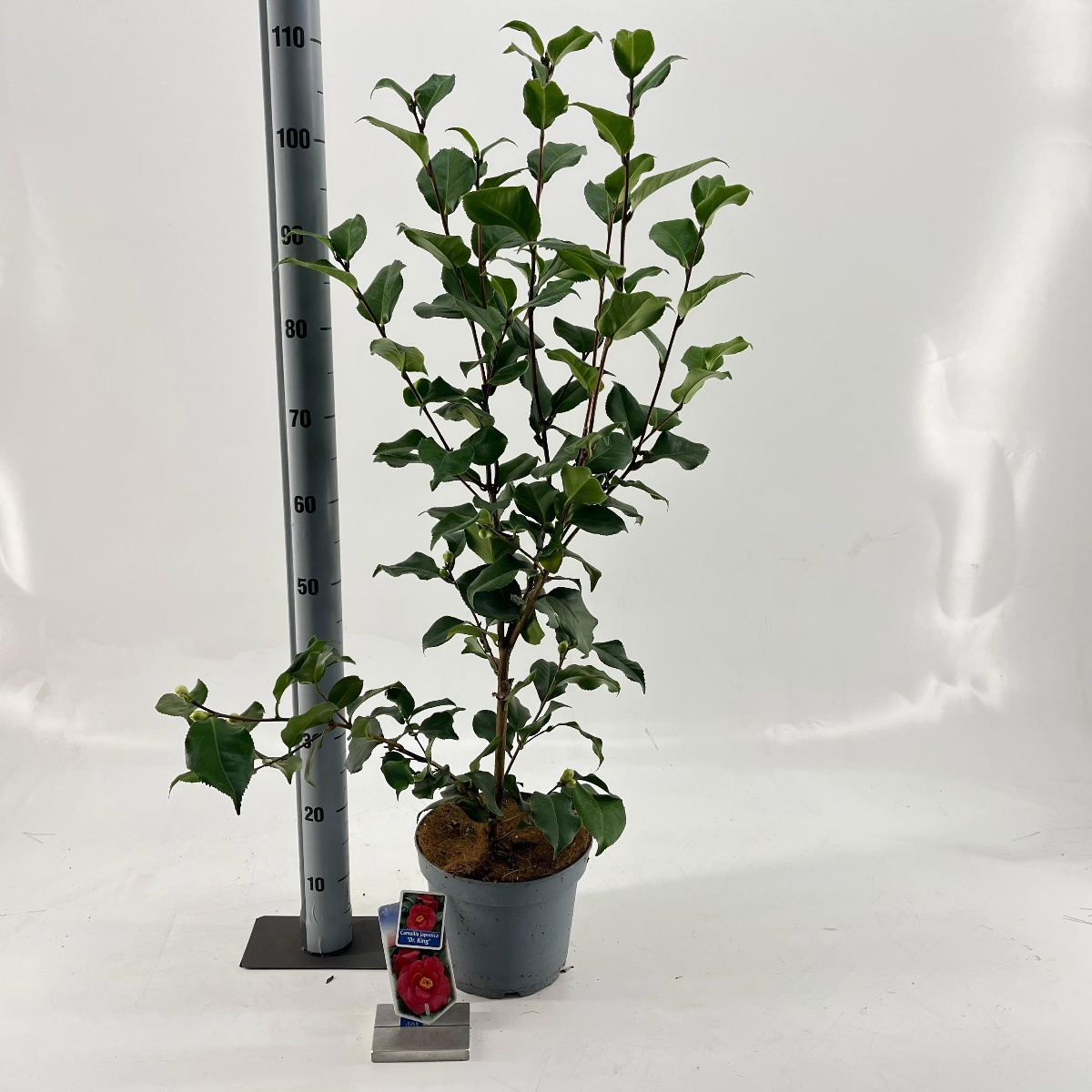 Main image on product details page