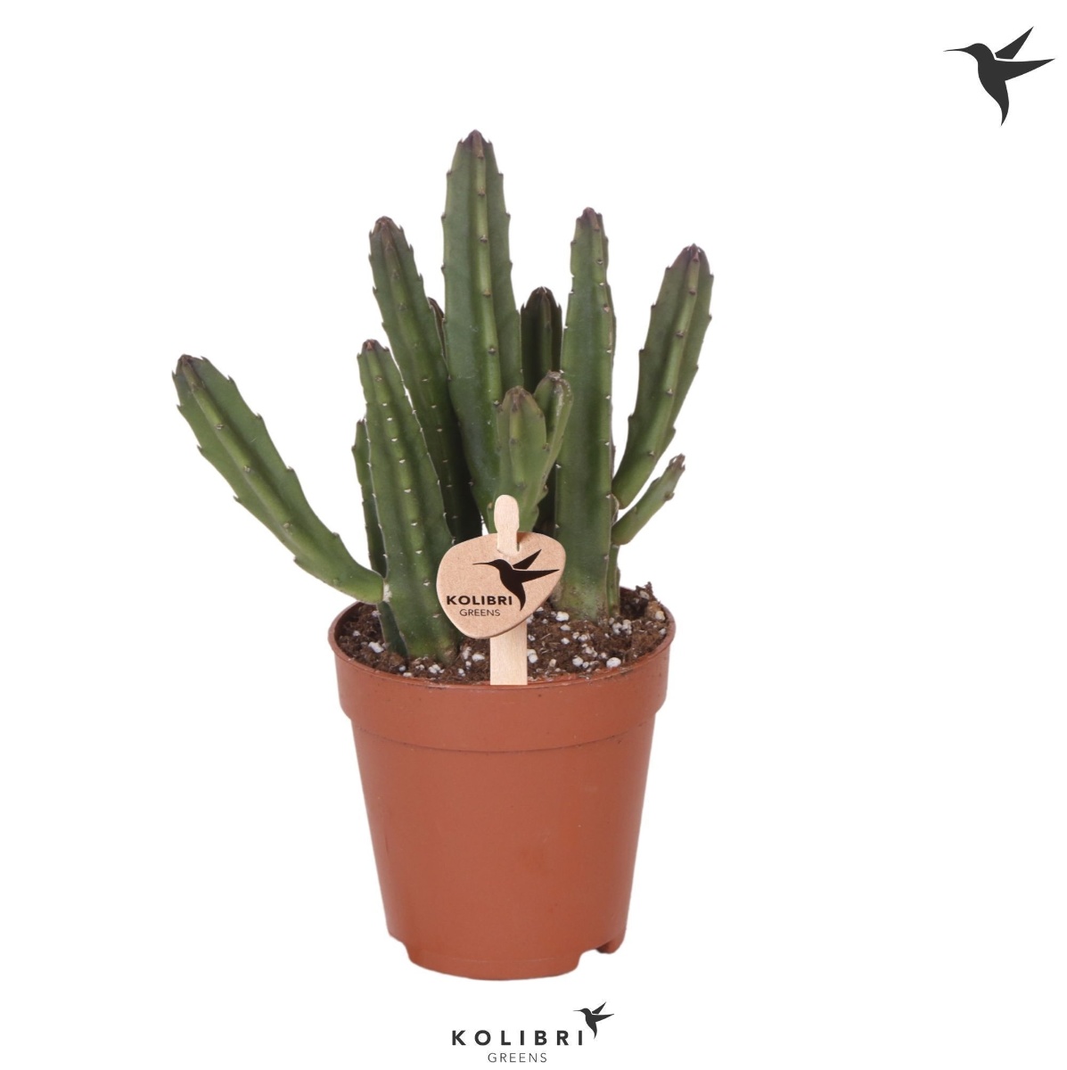 Main image on product details page