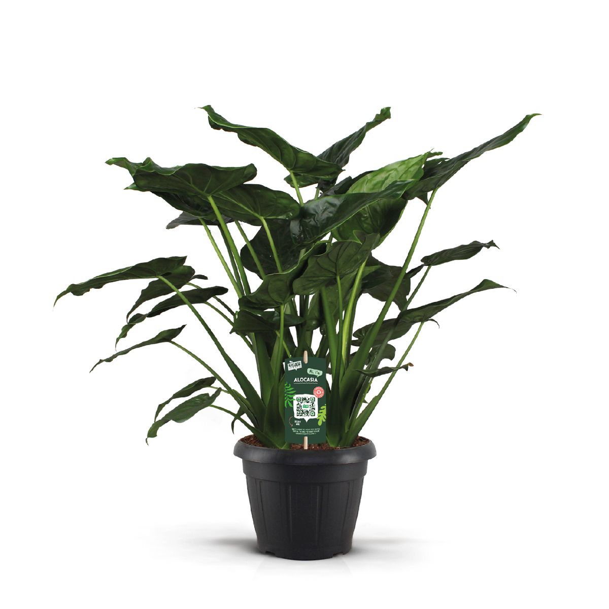 Main image on product details page