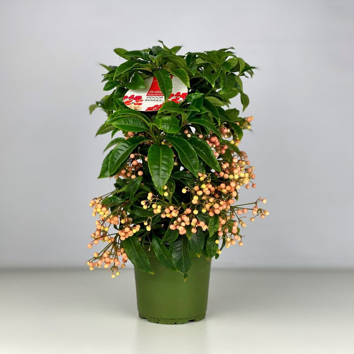 Main image on product details page