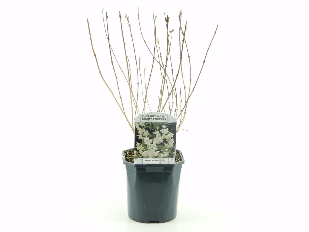 Main image on product details page