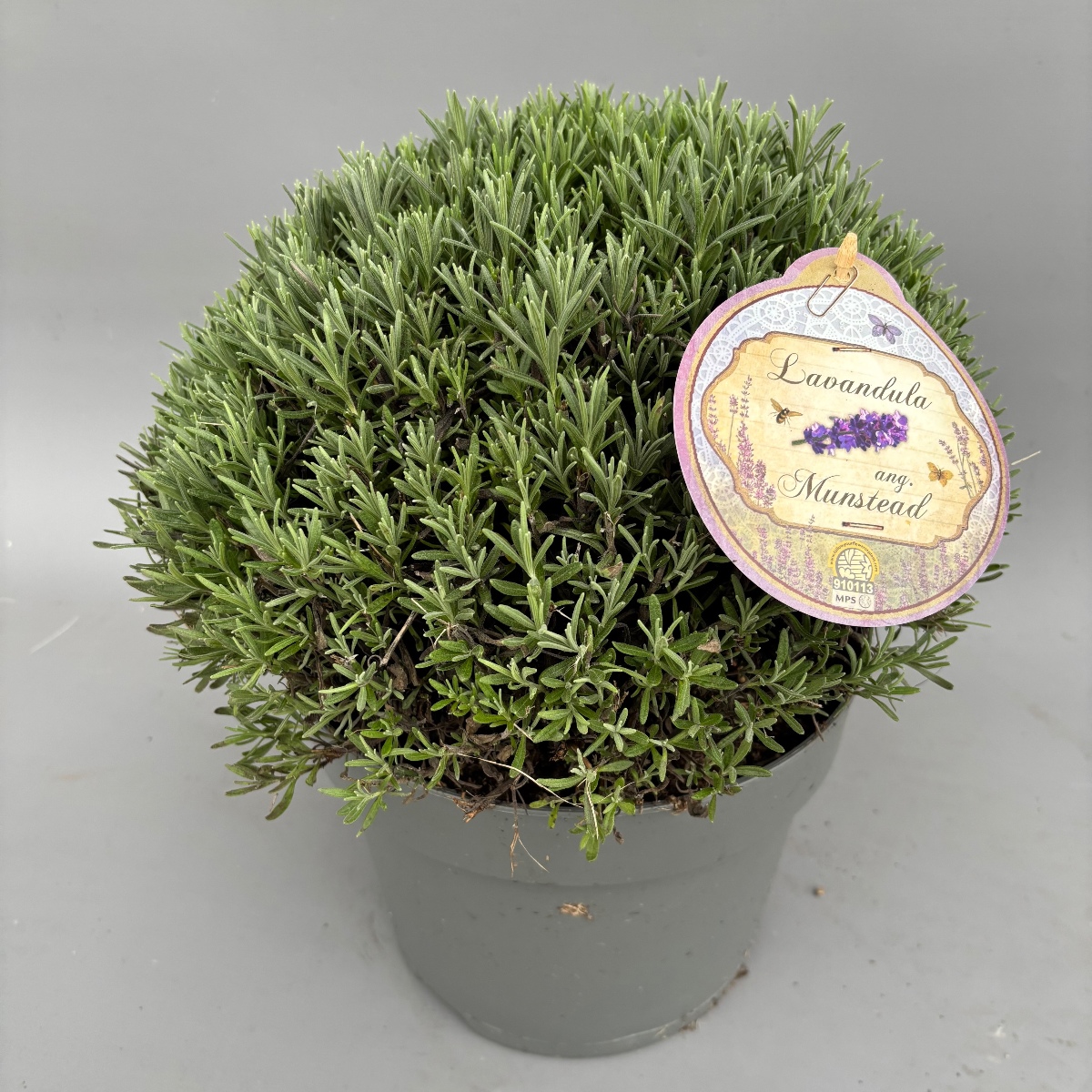 Main image on product details page