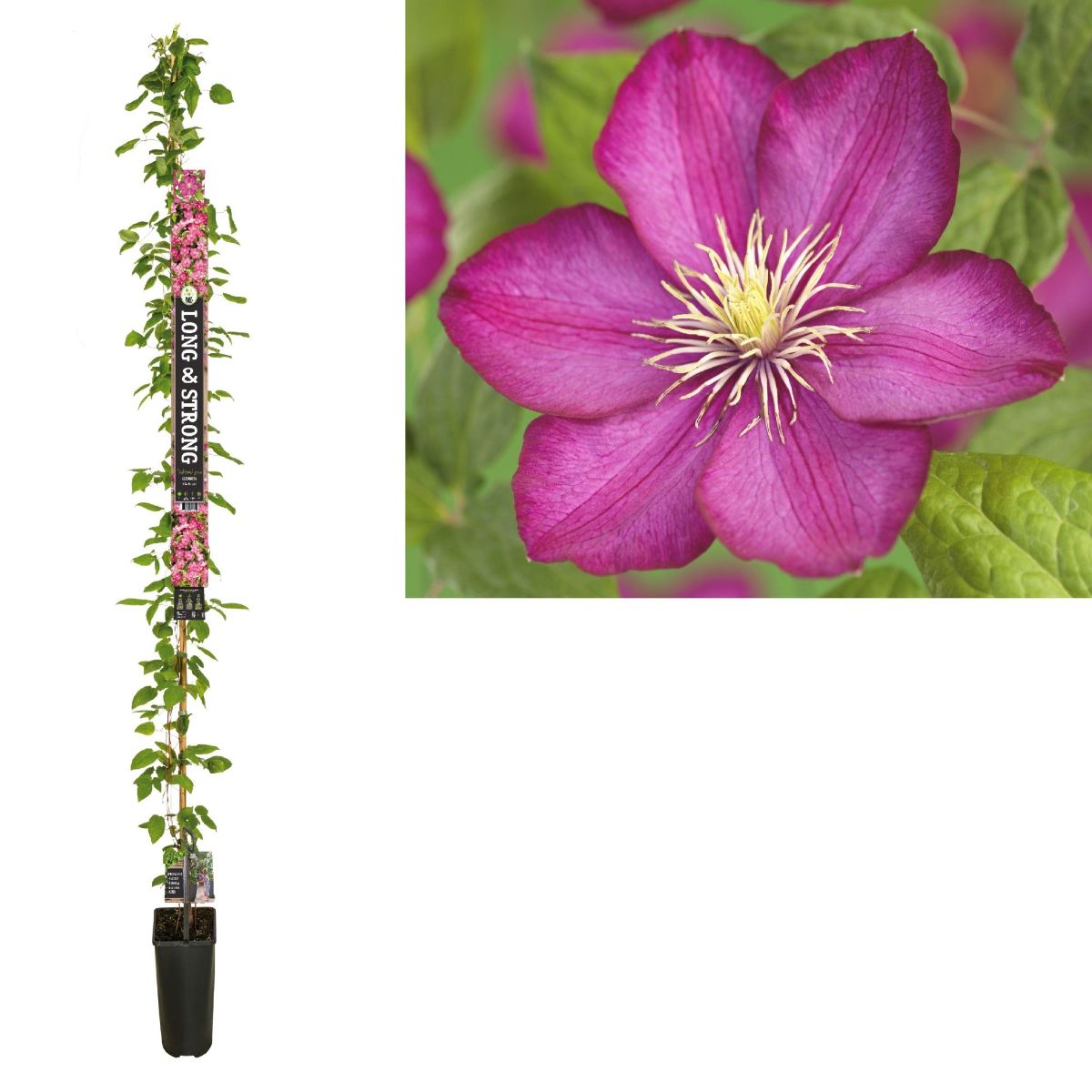 Main image on product details page