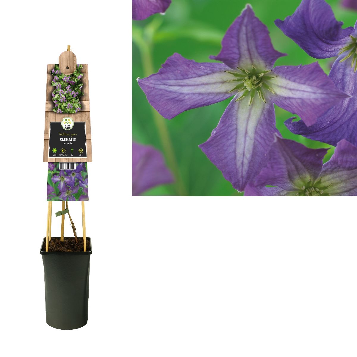 Main image on product details page