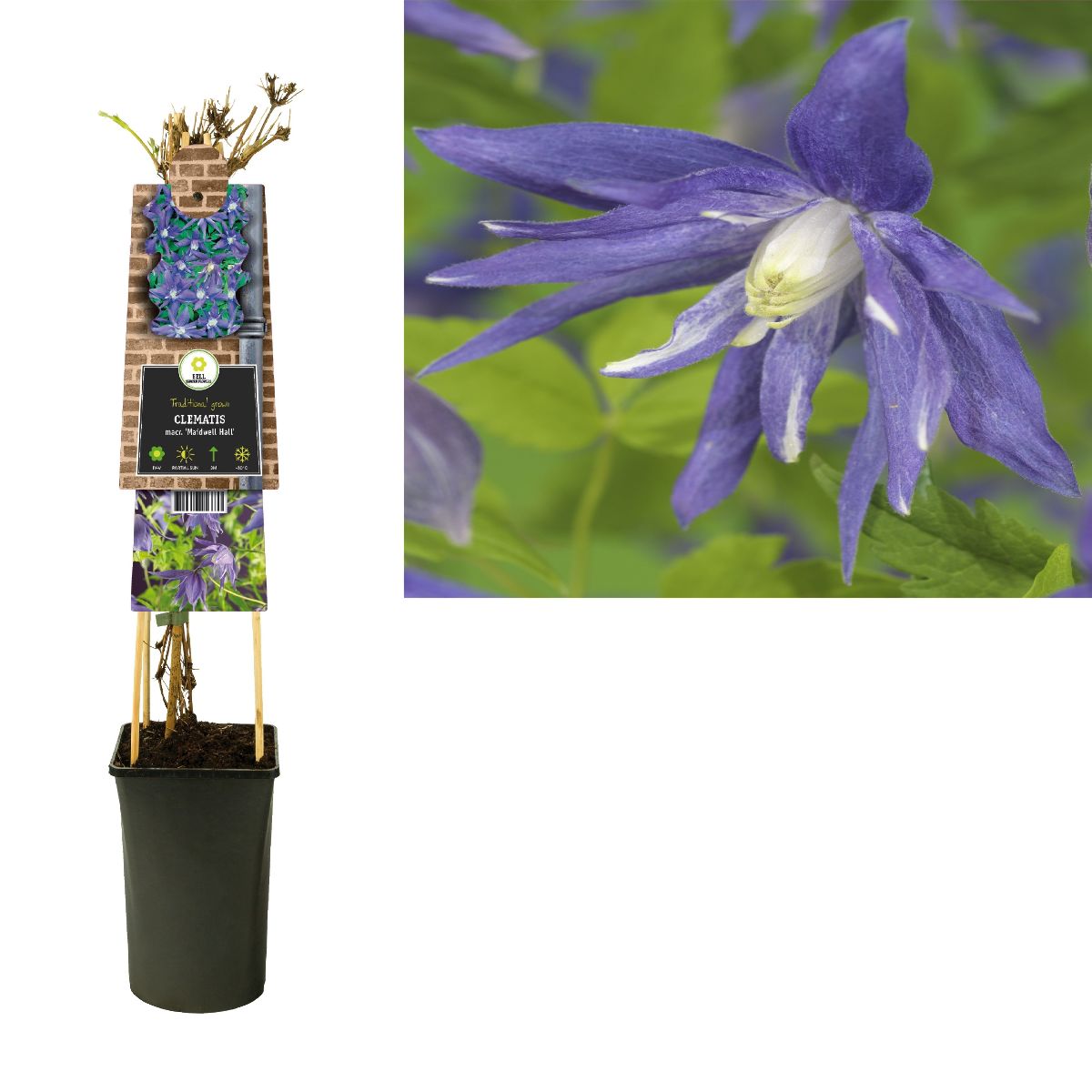 Main image on product details page