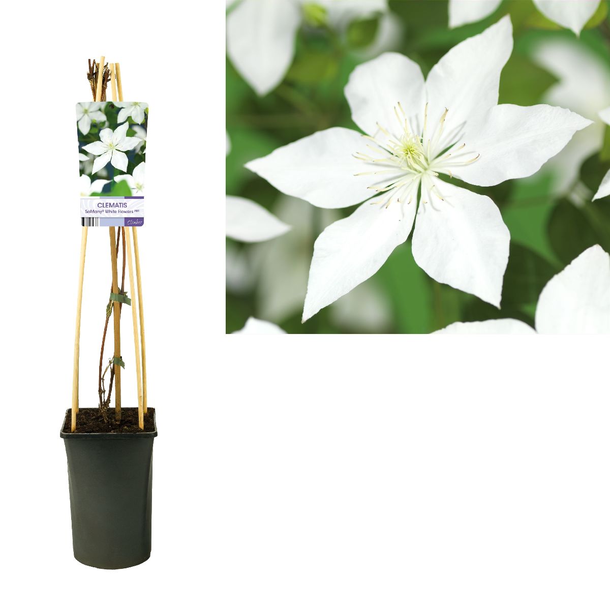 Main image on product details page