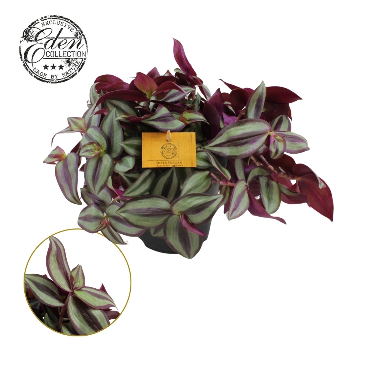 Main image on product details page