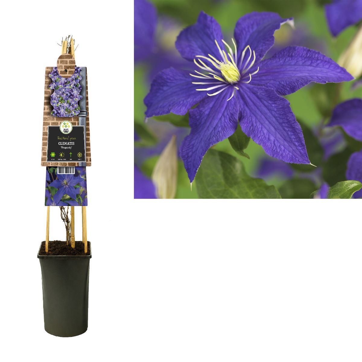 Main image on product details page