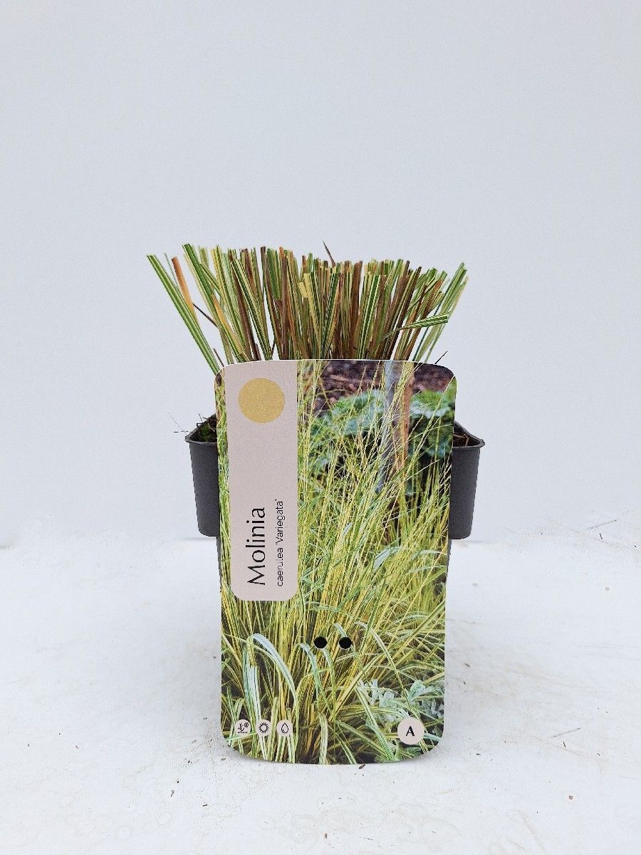 Main image on product details page