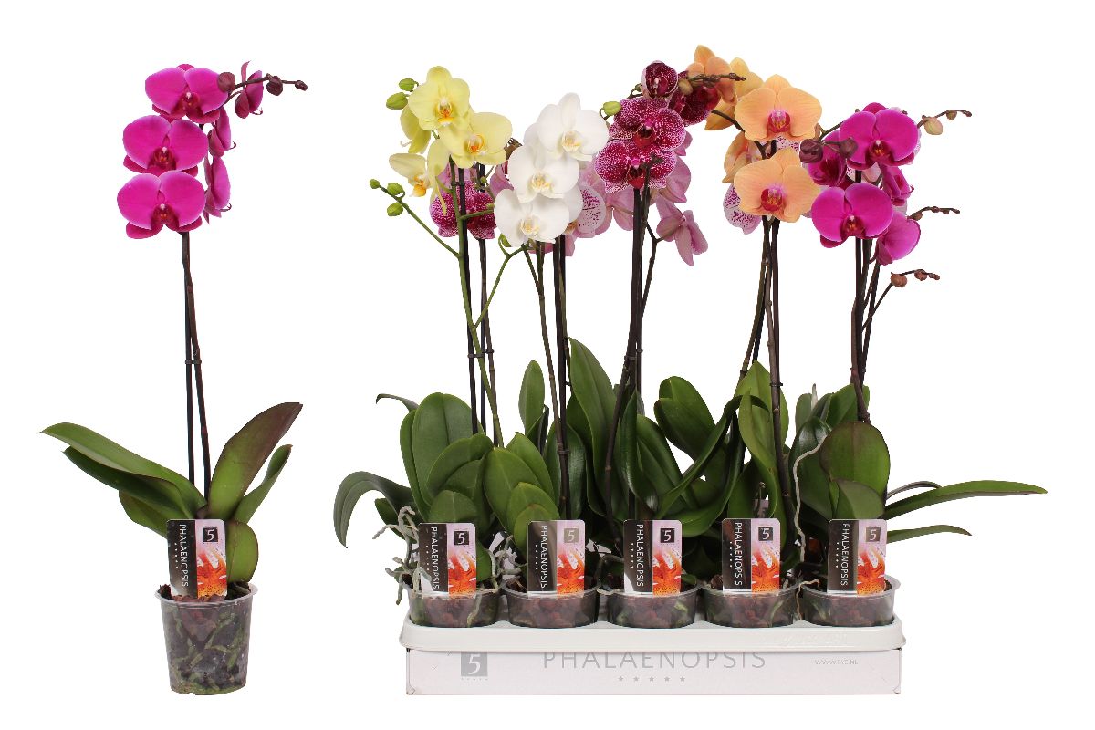Main image on product details page