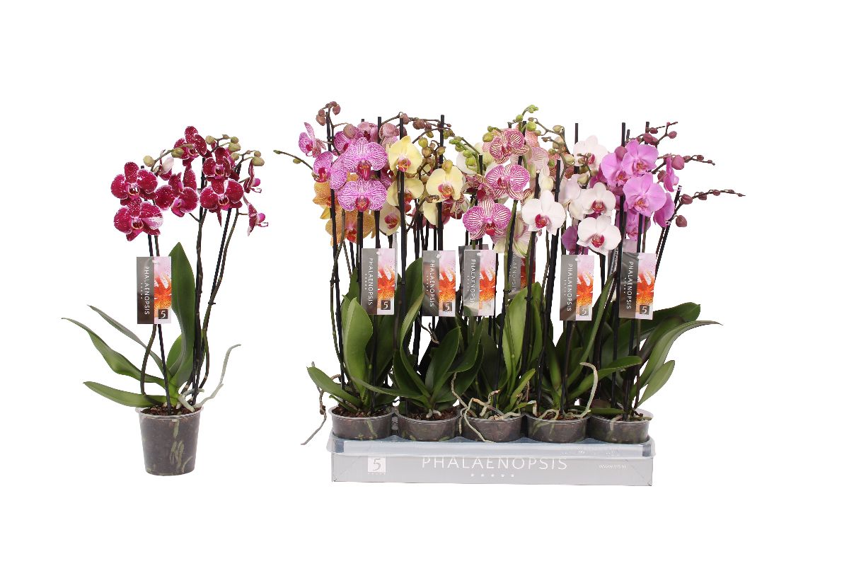 Main image on product details page