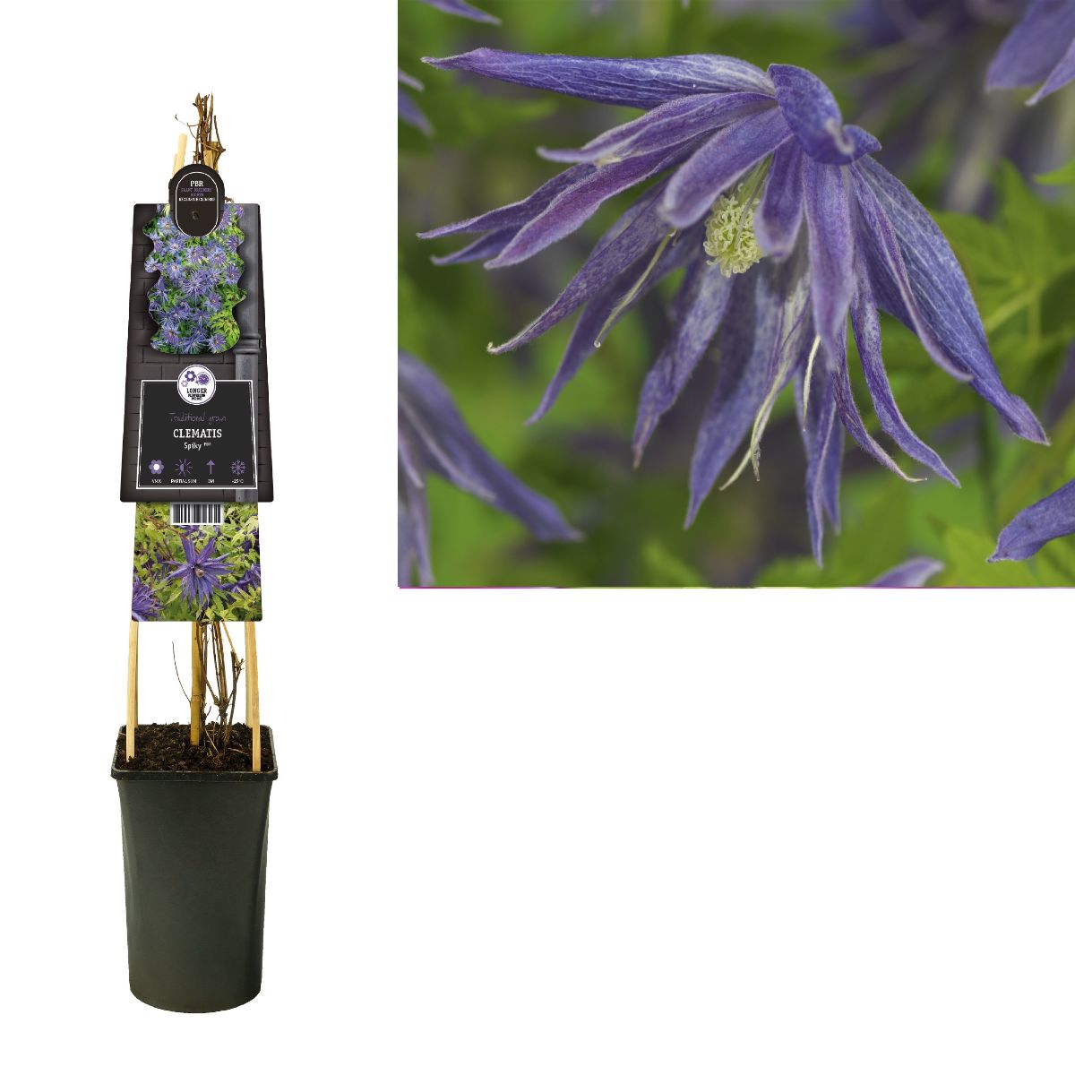 Main image on product details page