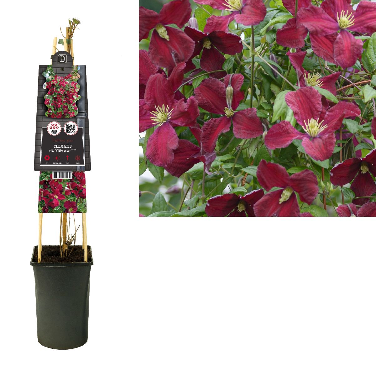 Main image on product details page