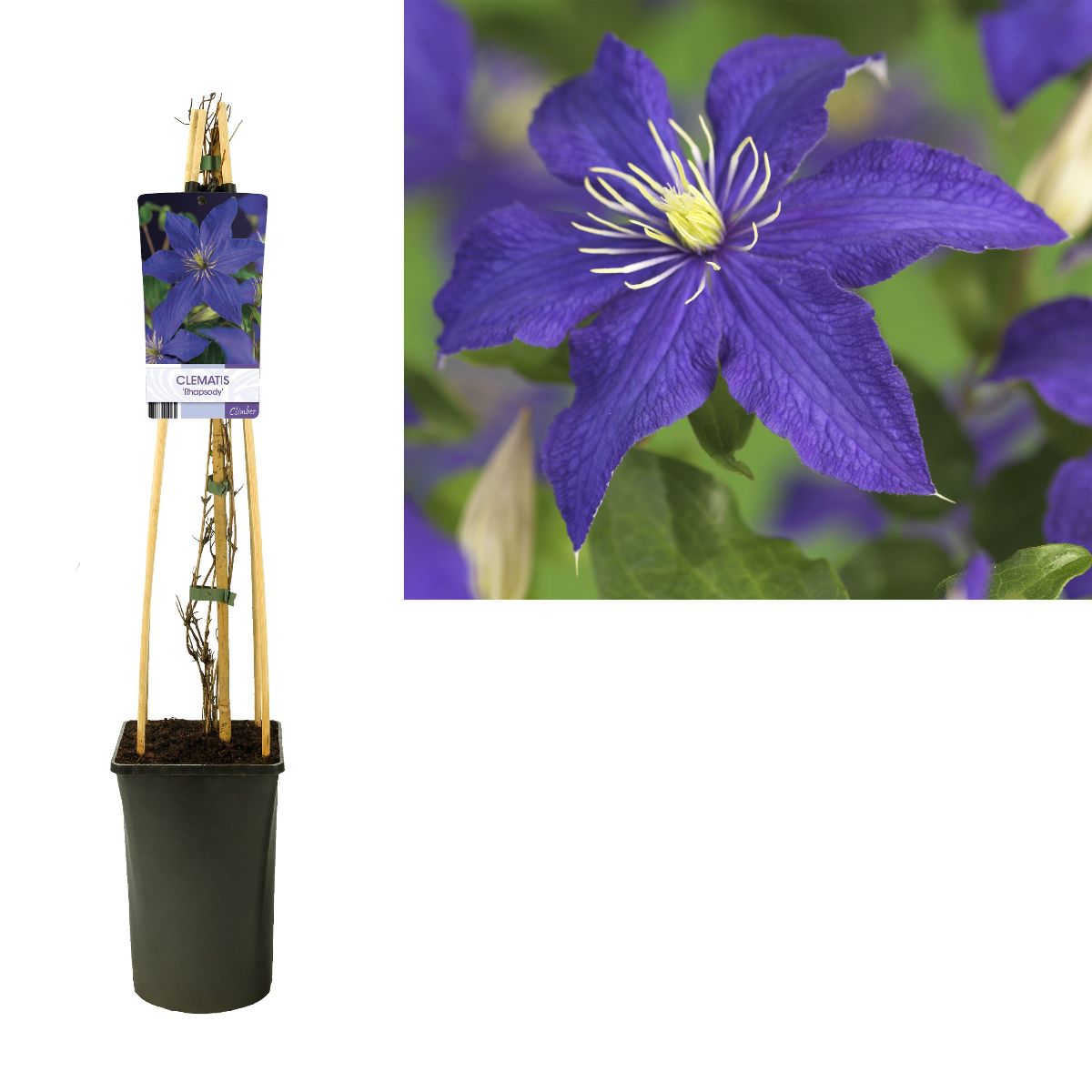 Main image on product details page