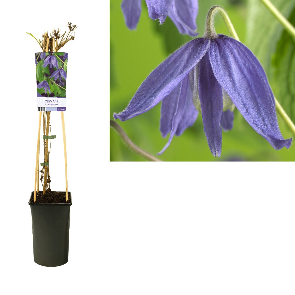 Main image on product details page