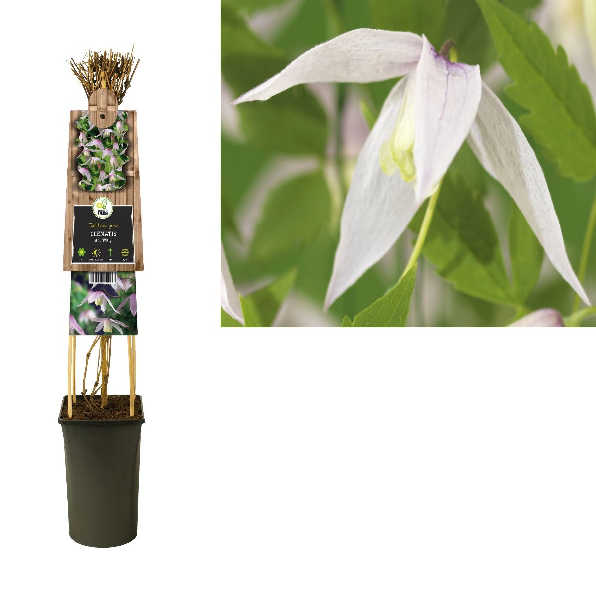 Main image on product details page