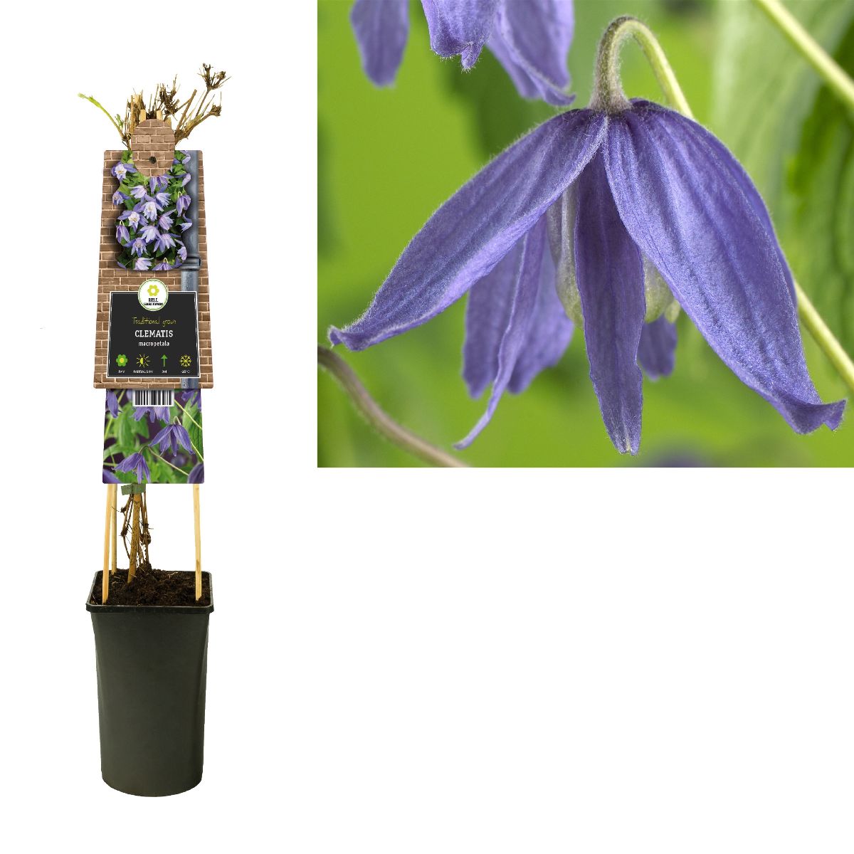 Main image on product details page