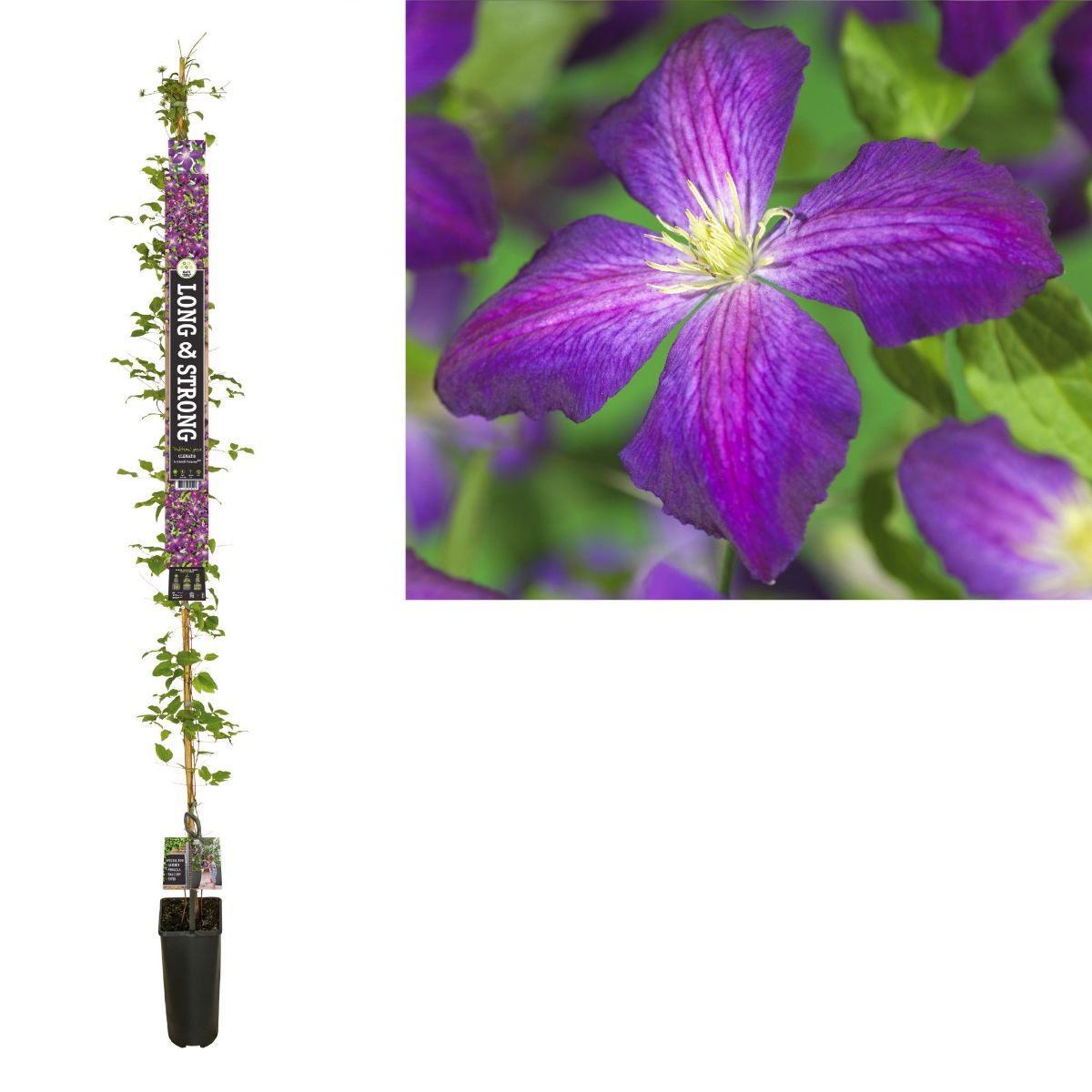 Main image on product details page