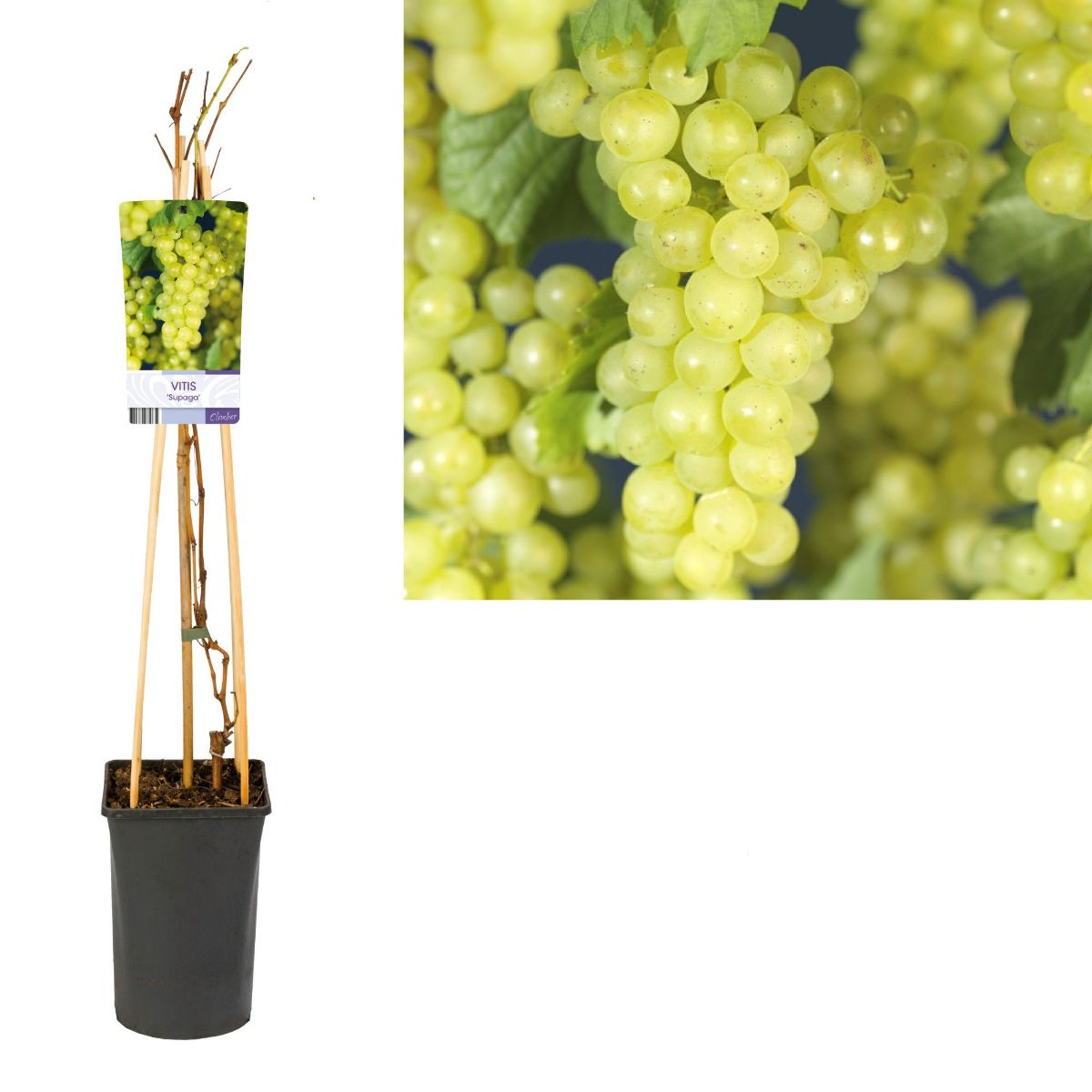 Main image on product details page