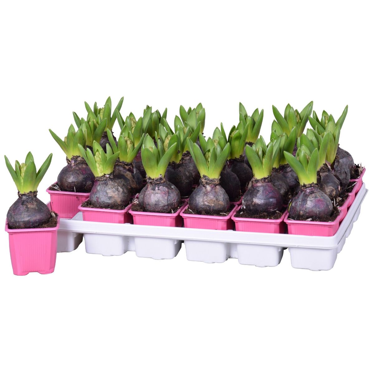 Main image on product details page