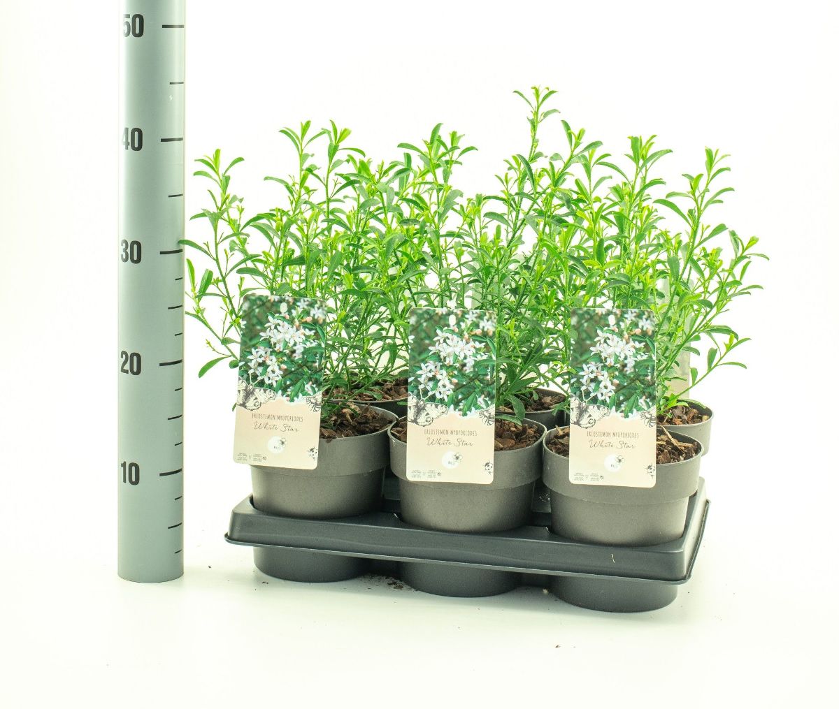 Main image on product details page