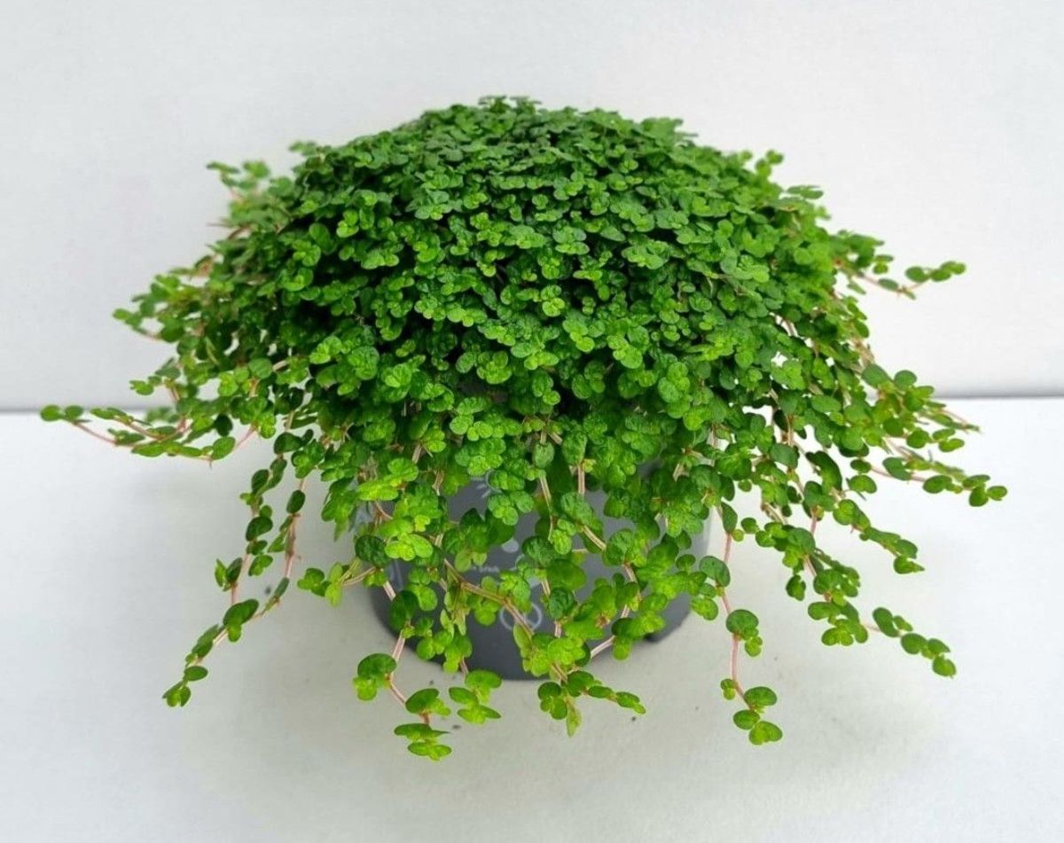 Main image on product details page