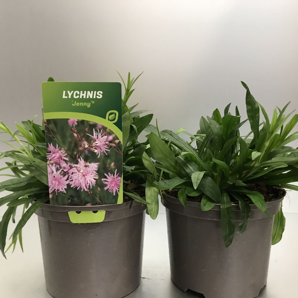 Main image on product details page