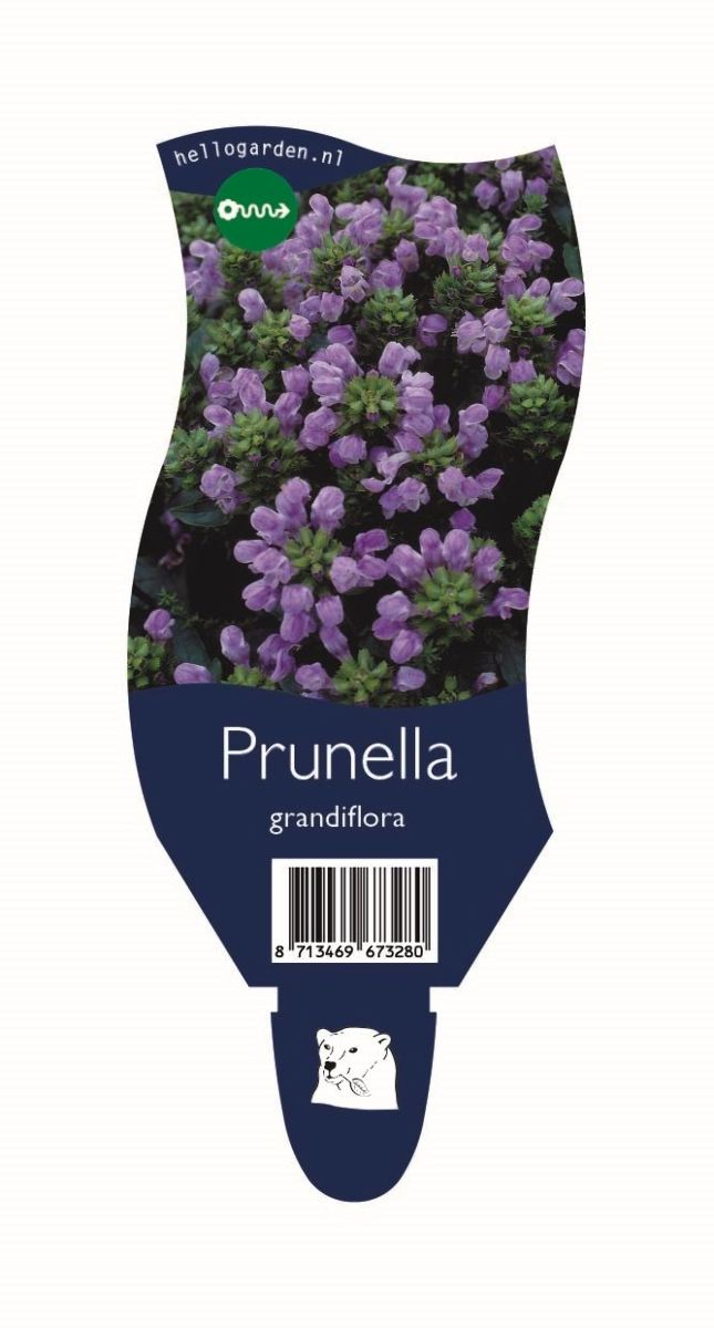 Main image on product details page