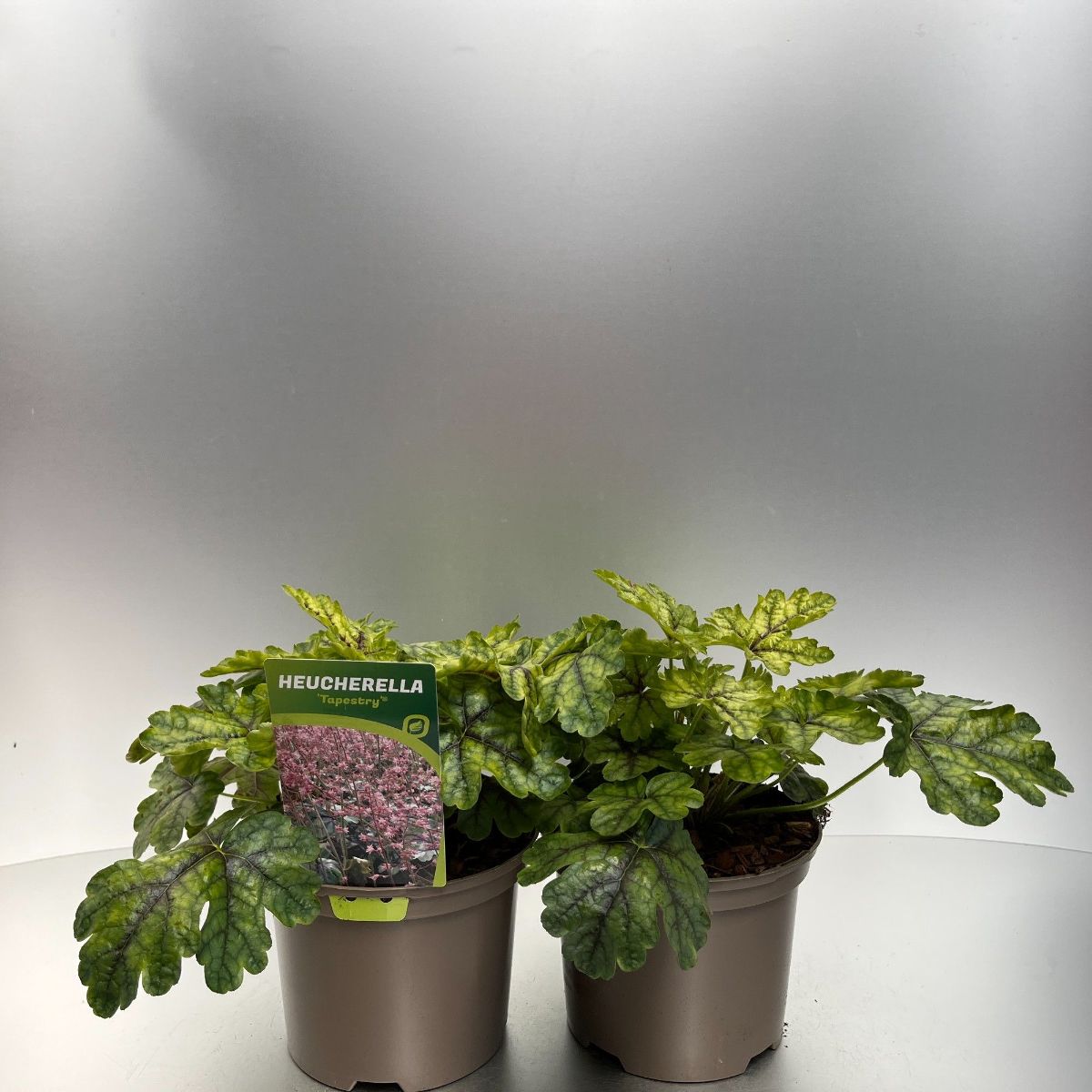 Main image on product details page