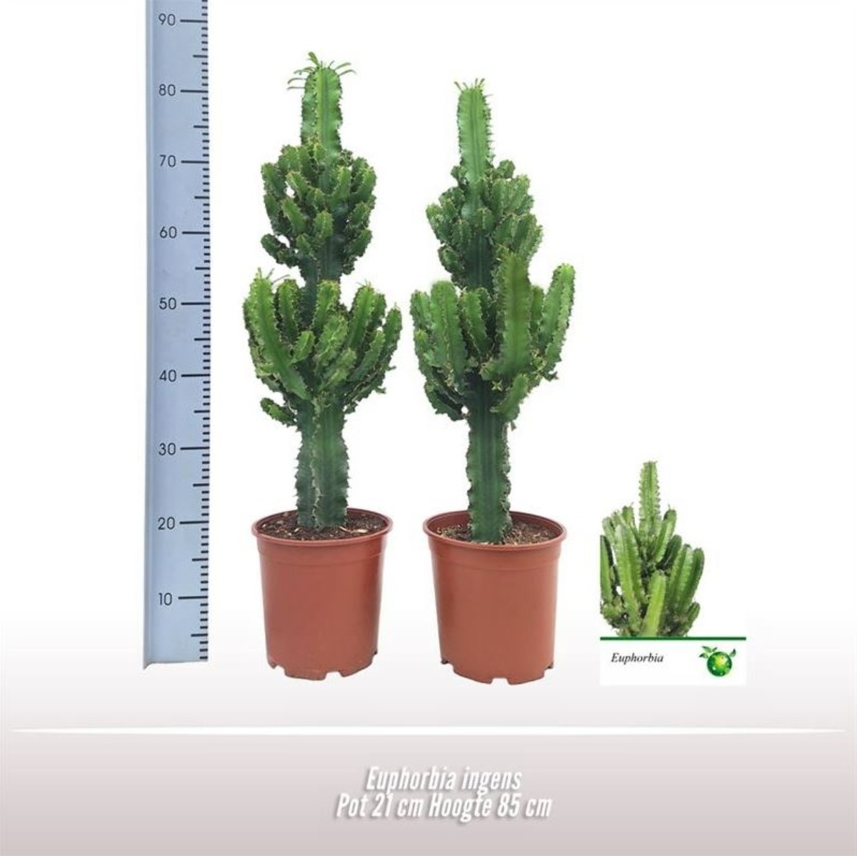 Main image on product details page