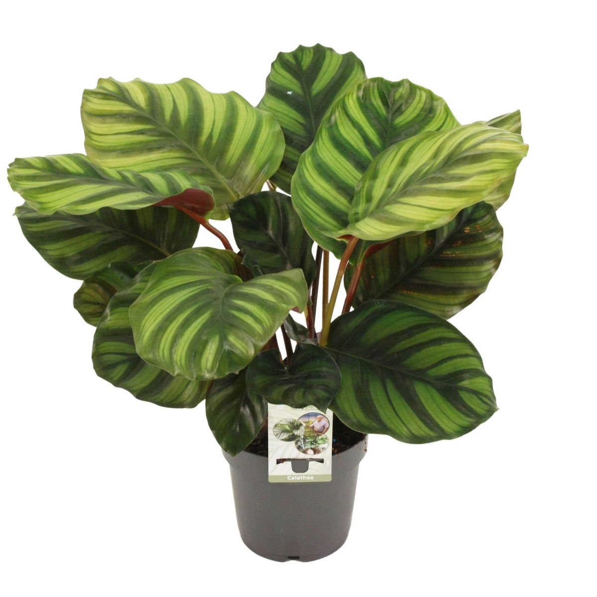 Main image on product details page