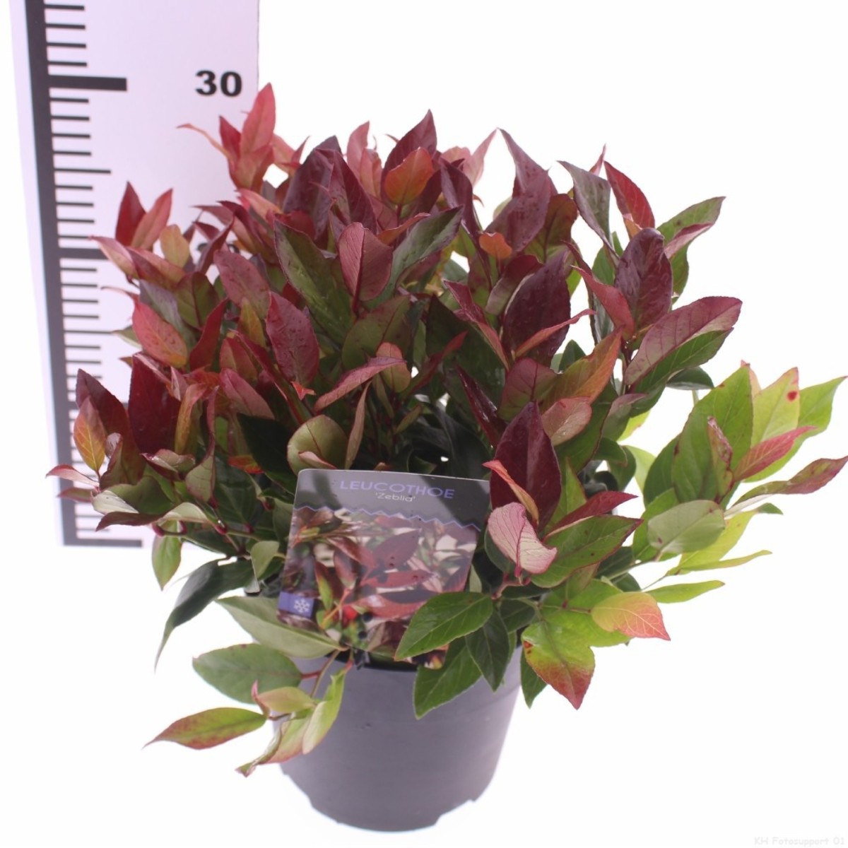 Main image on product details page