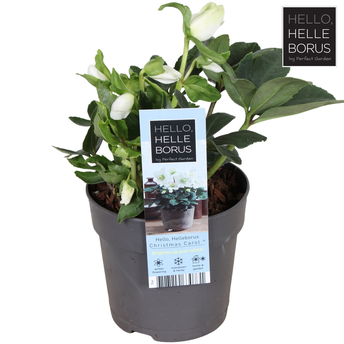 Main image on product details page