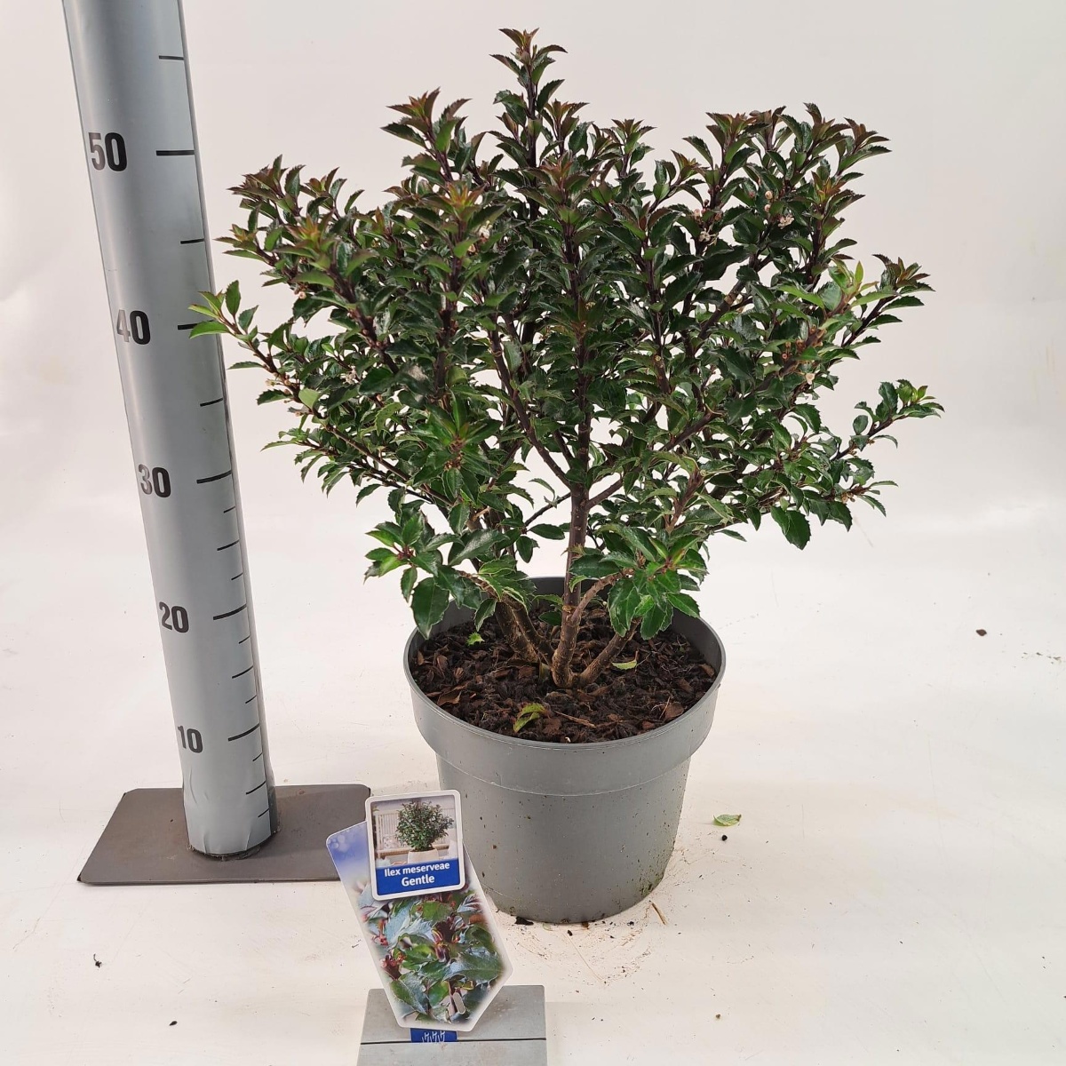 Main image on product details page