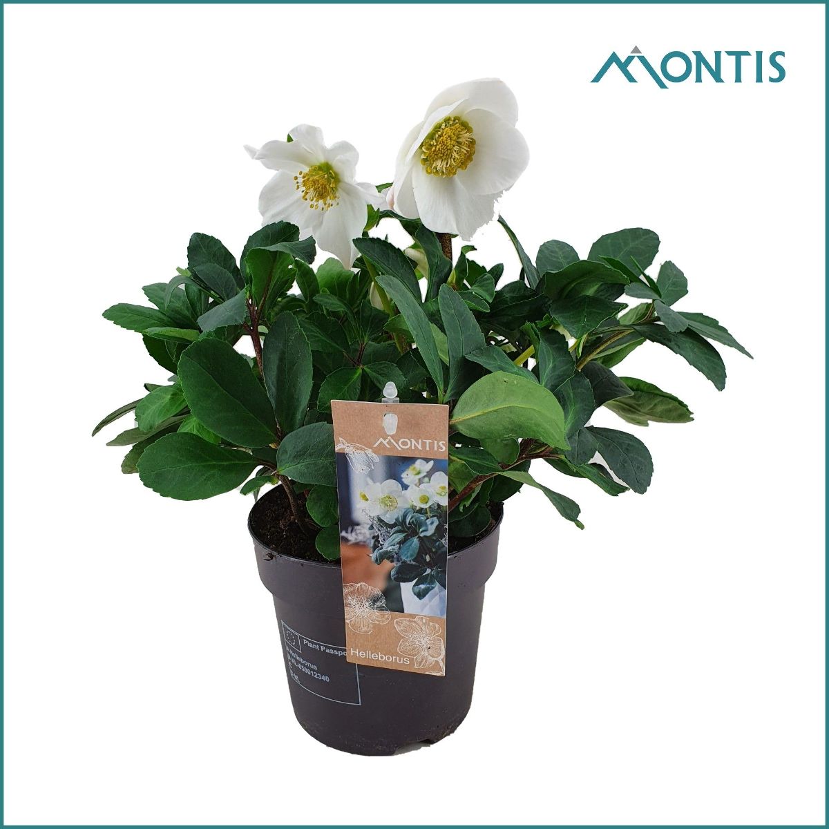 Main image on product details page