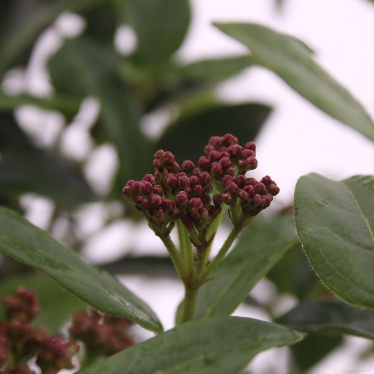 Main image on product details page