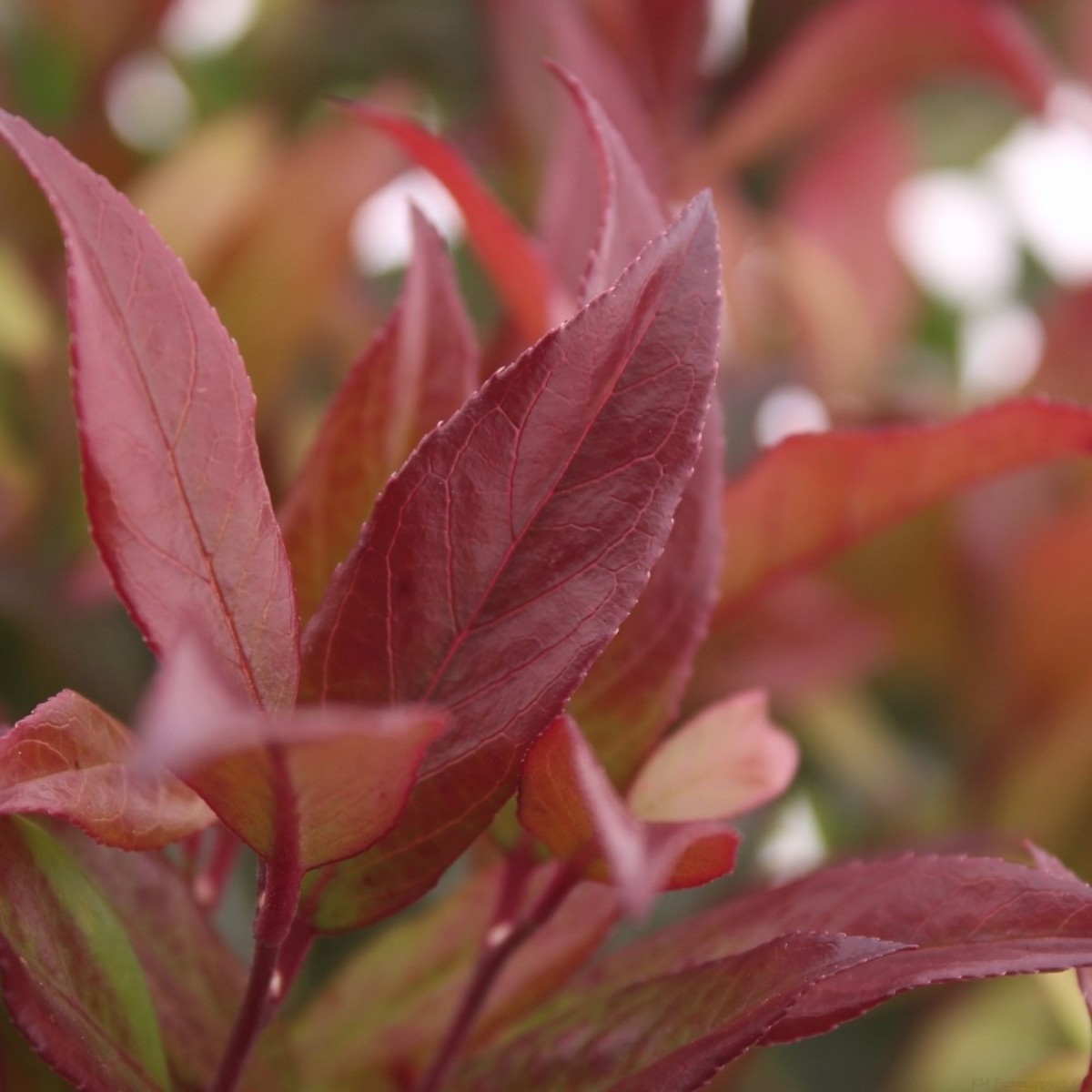 Main image on product details page