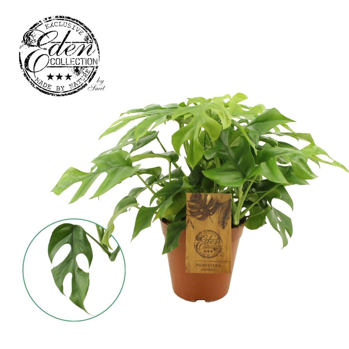 Main image on product details page