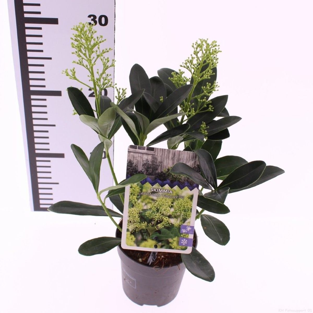 Main image on product details page