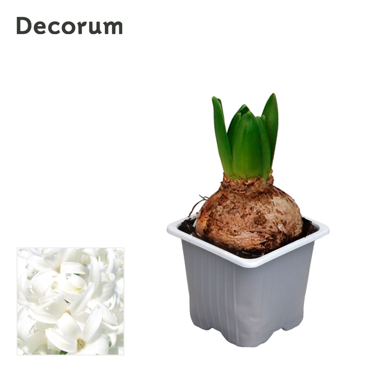 Main image on product details page