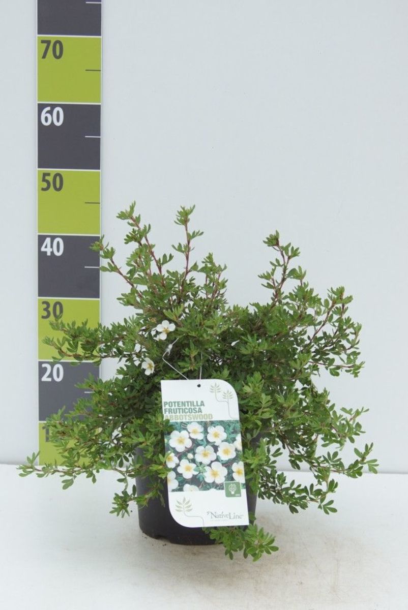 Main image on product details page