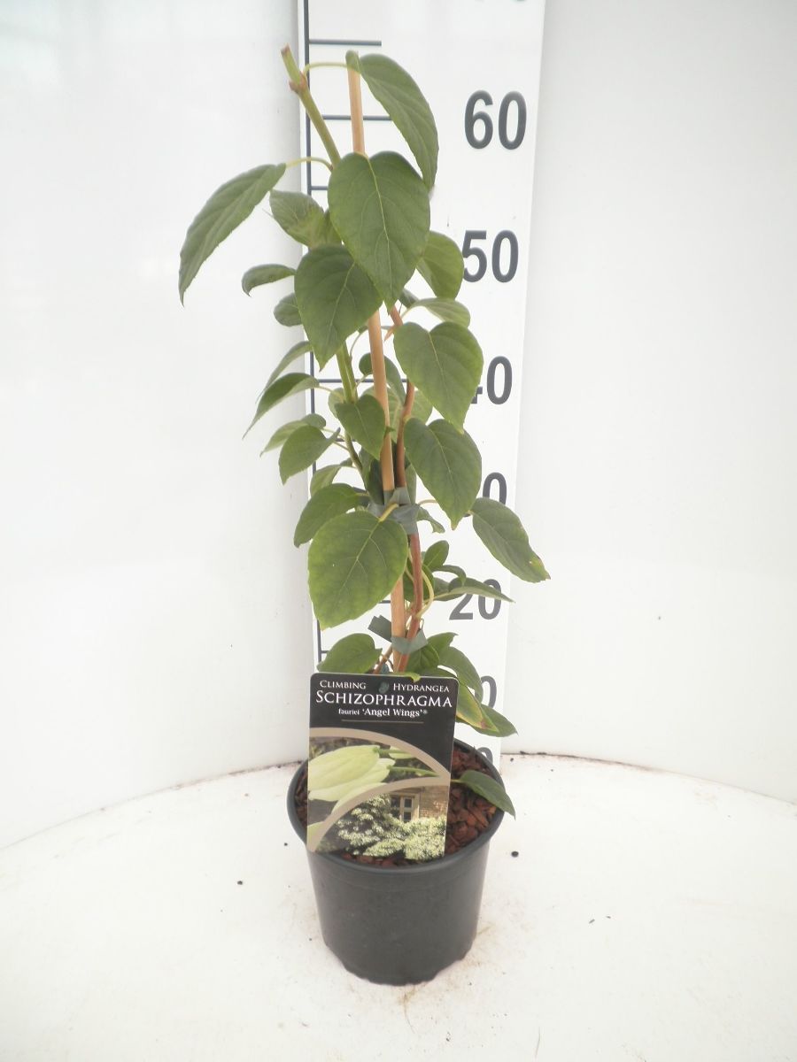 Main image on product details page