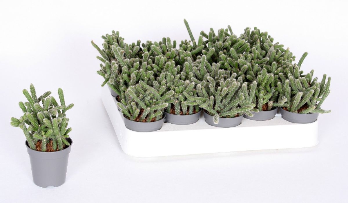 Main image on product details page