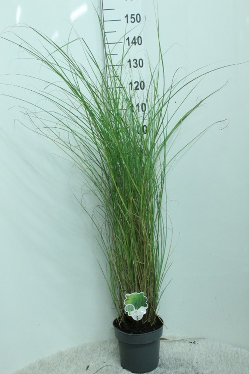 Main image on product details page