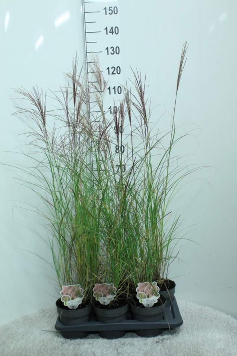 Main image on product details page