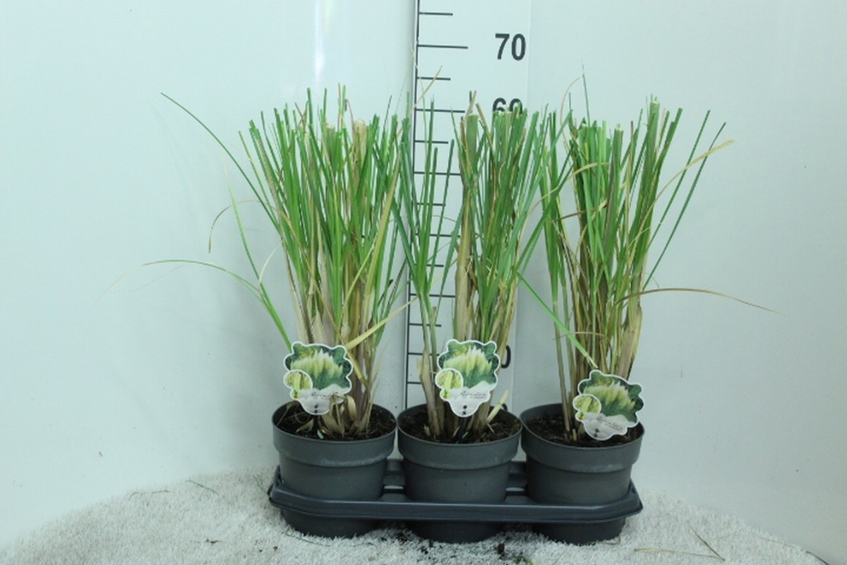 Main image on product details page